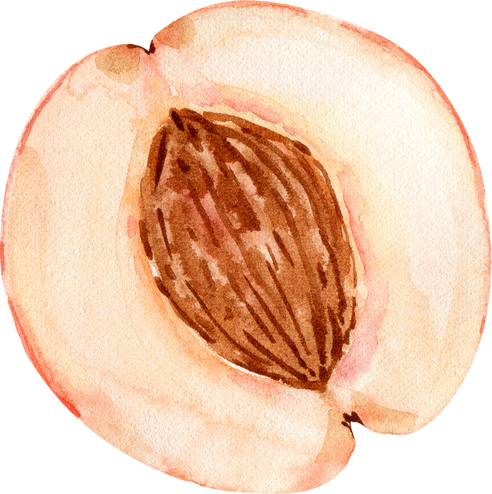 Watercolor Illustration Slice Juicy Fruit Peach
